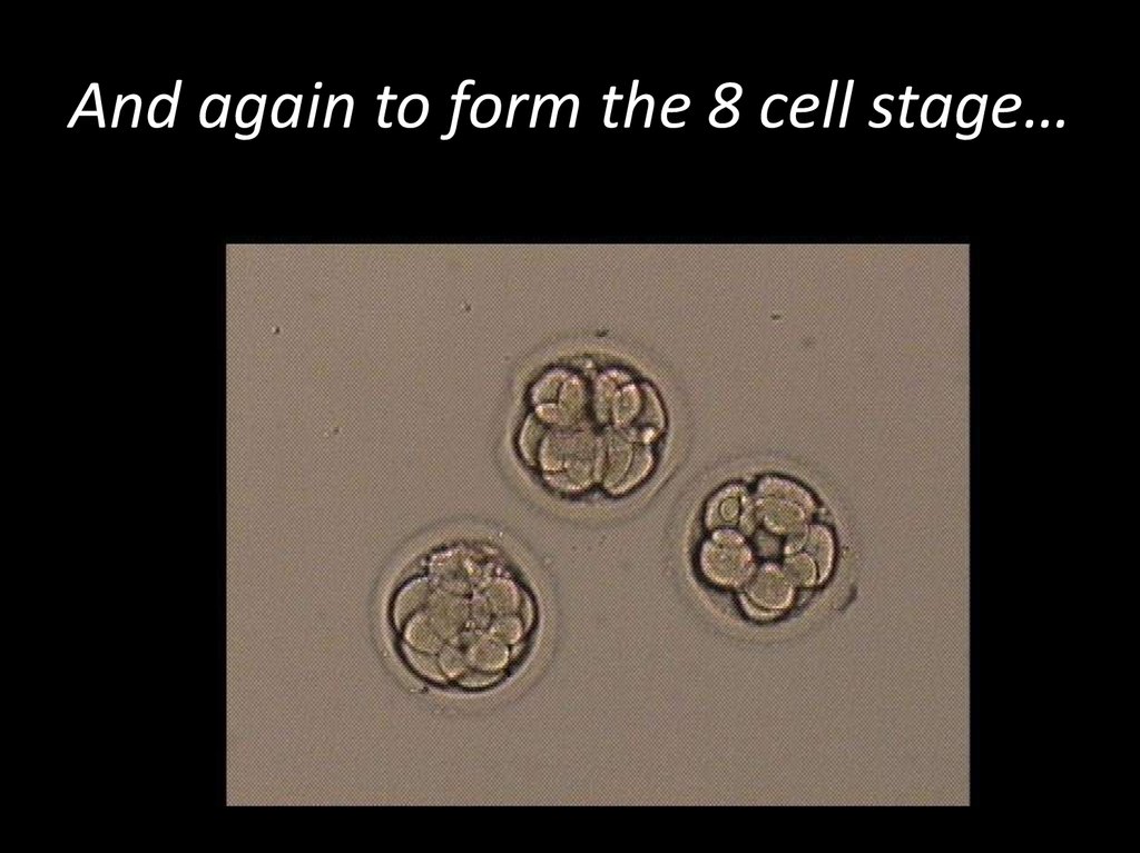 And again to form the 8 cell stage…