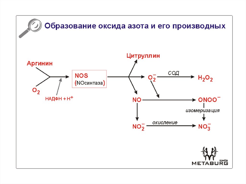 Синтез нитратов. Оксид азота Синтез схема. Образование оксида ахота. Синтез оксида азота в организме человека. Оксид азота функции в организме.