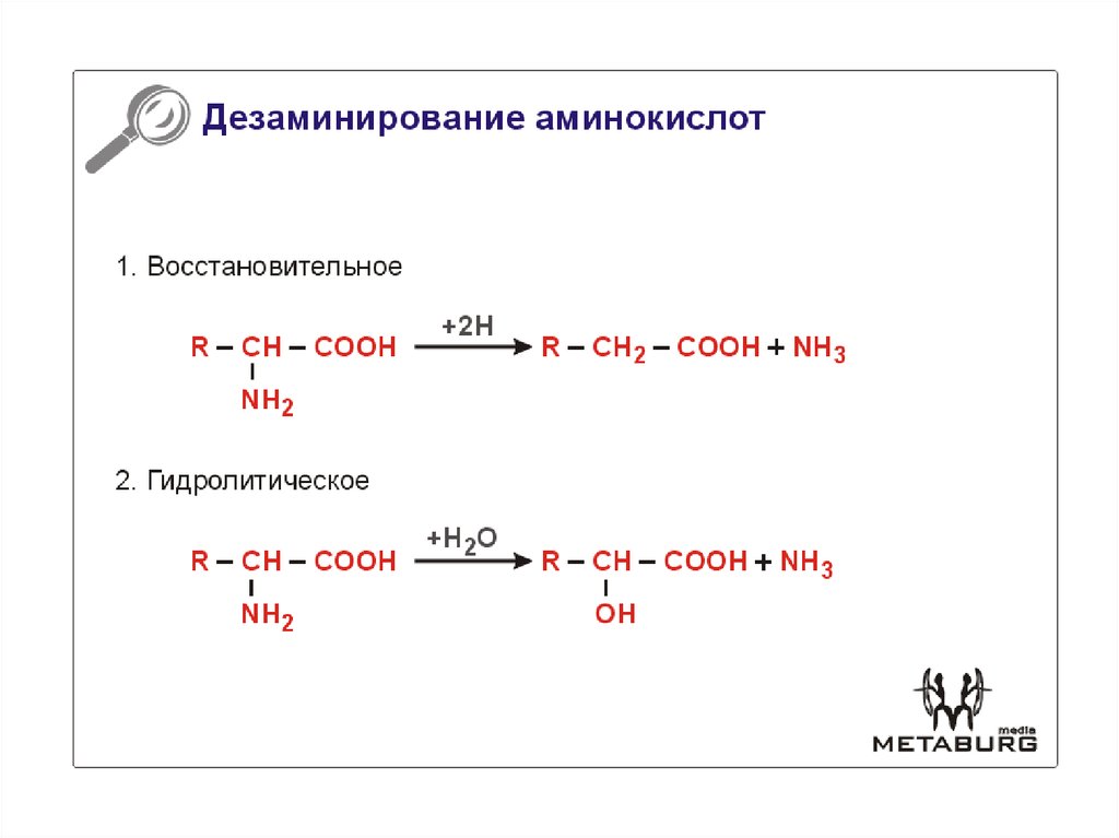 Ферменты дезаминирования. Реакция восстановительного дезаминирования. Реакция восстановительного дезаминирования аминокислот. Схема реакций дезаминирования аминокислот. Реакции прямого дезаминирования аминокислот.