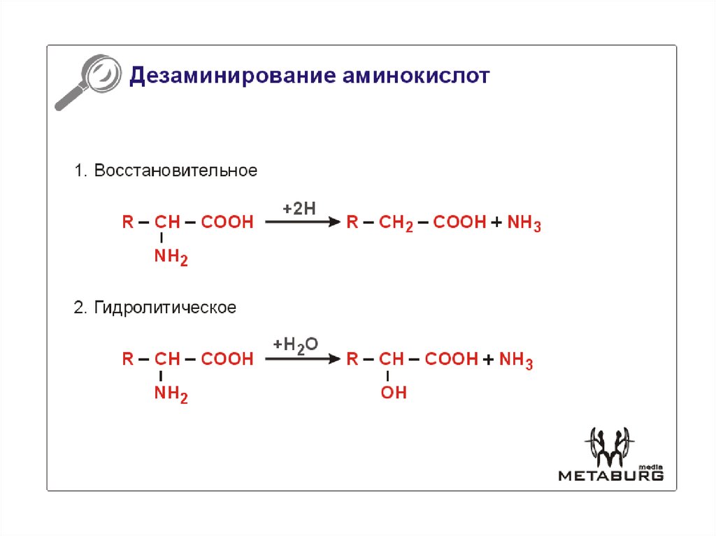 Синтез заменимых аминокислот. Реакция восстановительного дезаминирования. Реакция восстановительного дезаминирования аминокислот. Схема реакций дезаминирования аминокислот. Реакции прямого дезаминирования аминокислот.