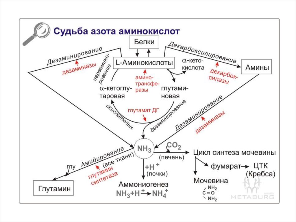 Обмен белков и аминокислот биохимия презентация