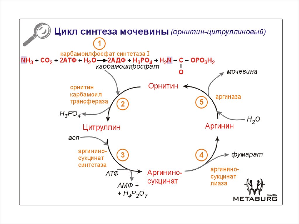 Обмен белков и аминокислот биохимия презентация