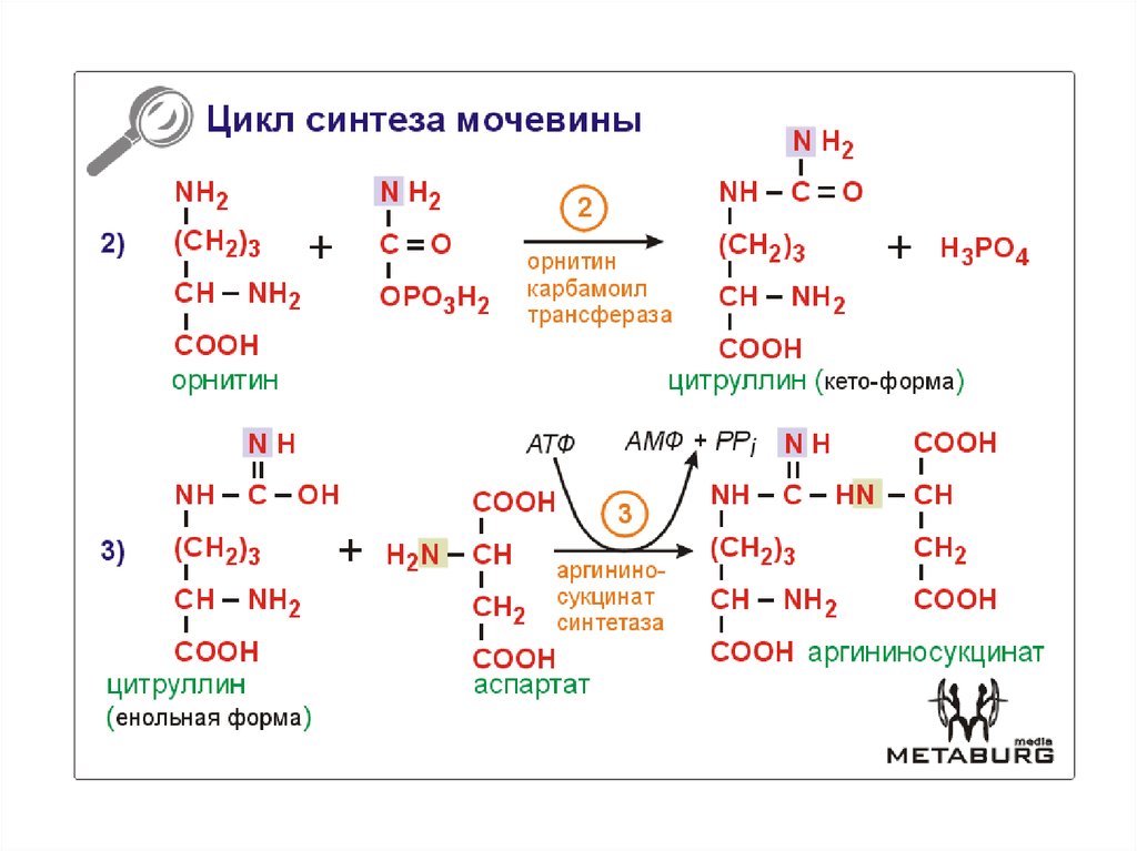 Аминокислоты биохимия презентация