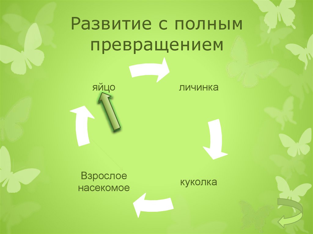 Полное превращение. Преимущества полного превращения. Регуляторы роста и развития насекомых. Смысл полного превращения насекомых. Студии с полным превращением.