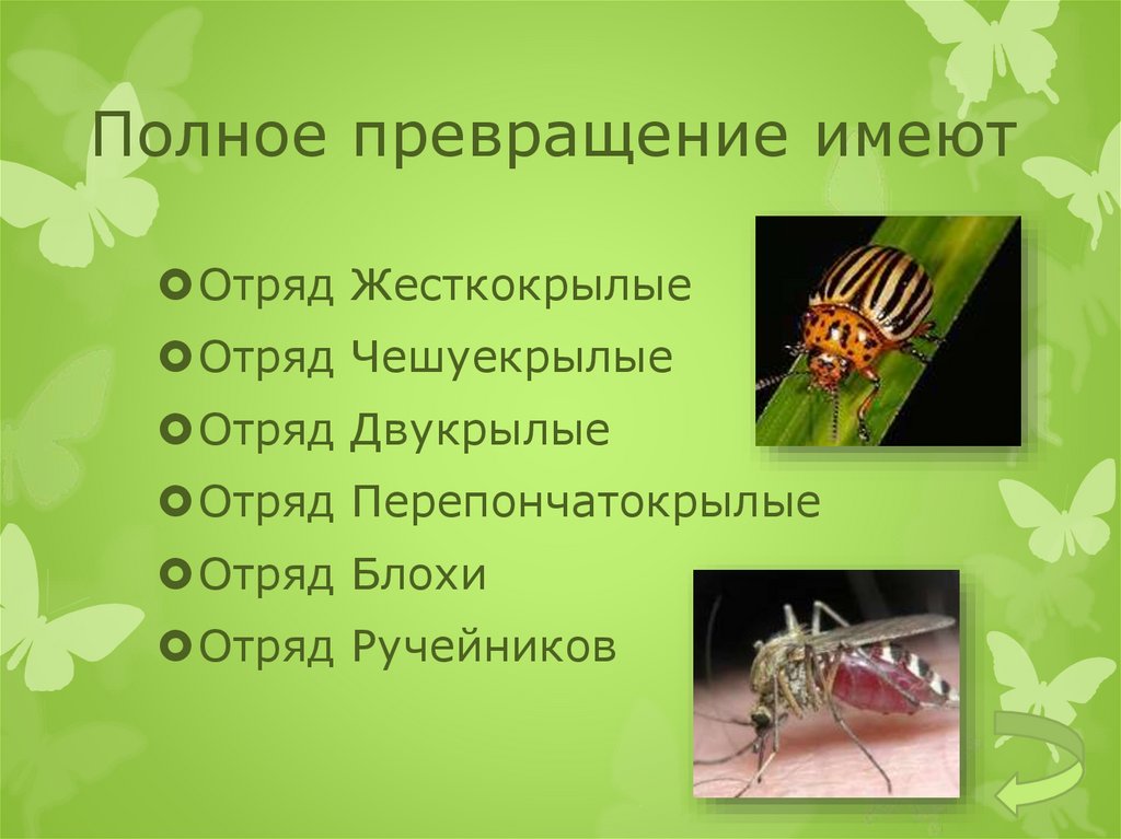 Стадии полного превращения насекомых. Отряды насекомых с полным превращением. Отряды насекомых с полными преврашение. Отряды насекомых развивающихся с полным превращением. Отряды насекомых с неполным превращением.