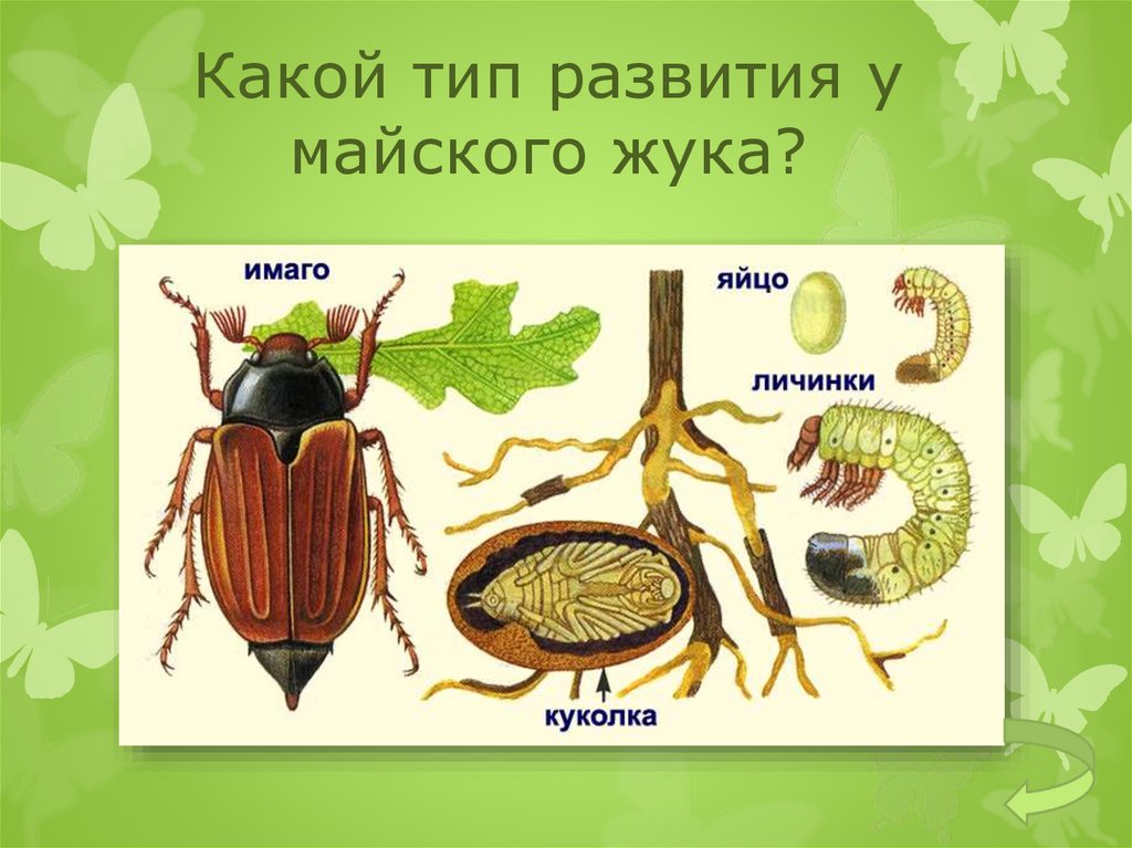 Какой буквой на рисунке обозначена стадия развития майского жука которая идет следом за яйцом