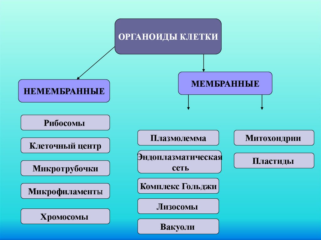 Немембранные органоиды эукариот