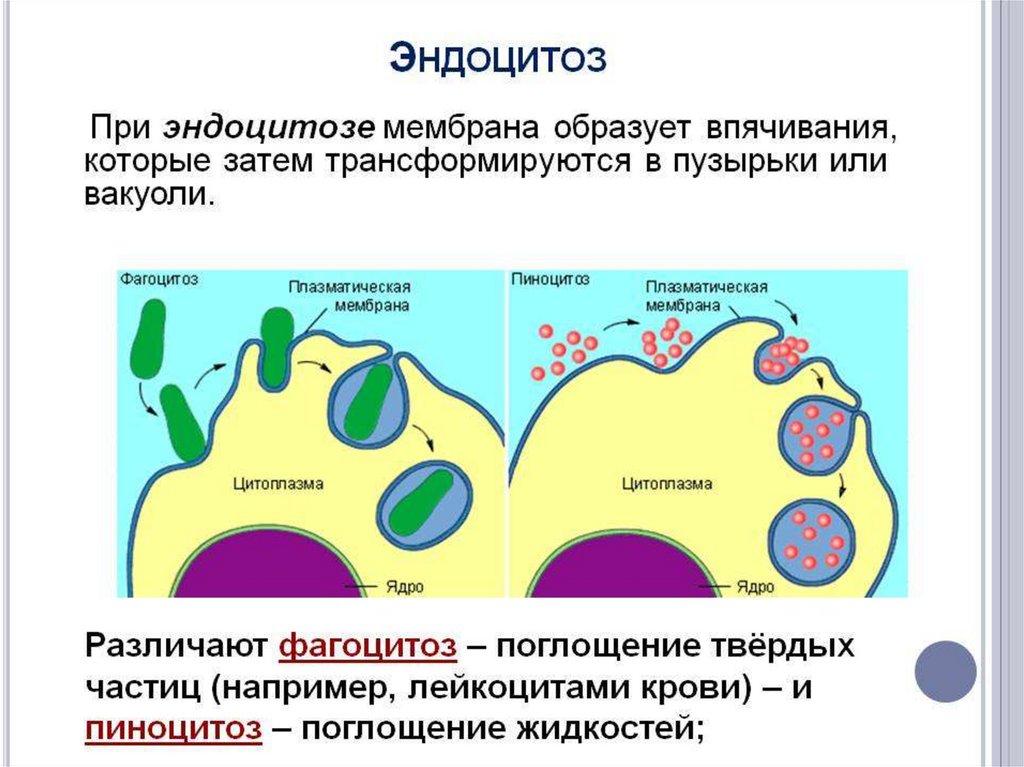 Эндоцитоз функции. Эндоцитоз этапы фагоцитоза пиноцитоз. Эндоцитоз через плазматическую мембрану. Экзоцитоз клеточная мембрана. Пиноцитоз эндоцитоз экзоцитоз.