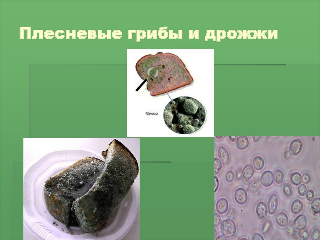 Плесневые грибы презентация биология 5 класс