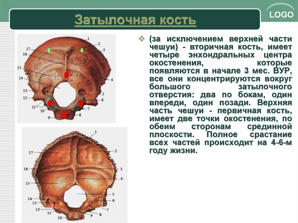 Затылочная кость. Нижняя выйная линия затылочной кости. Затылочная кость глоточный бугор. Скат затылочной кости расположен.