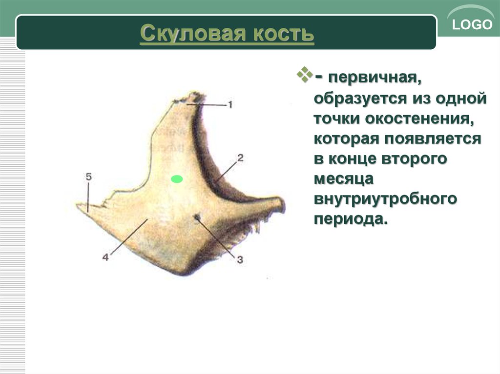 Скуловая кость анатомия картинки