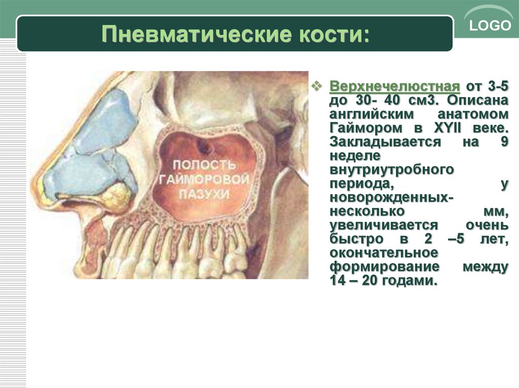 Воздухоносные полости в трубчатых костях