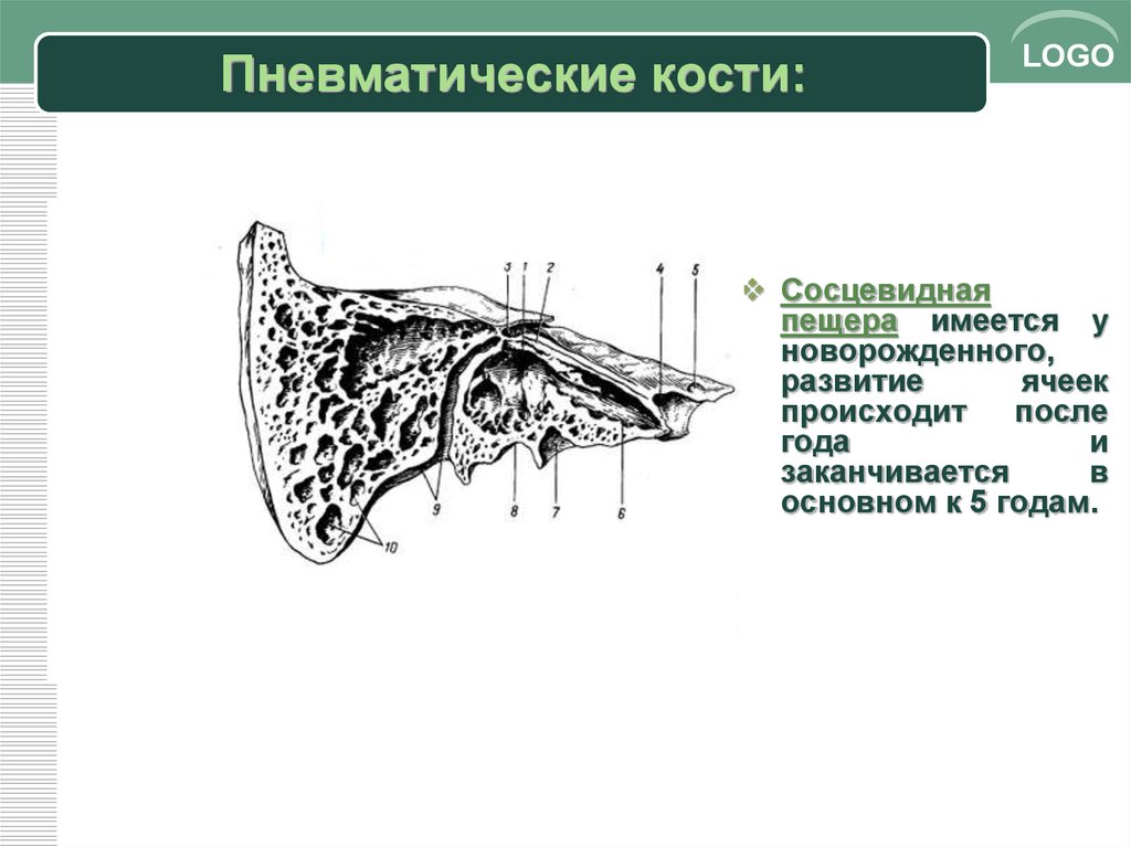 Треугольник шипо