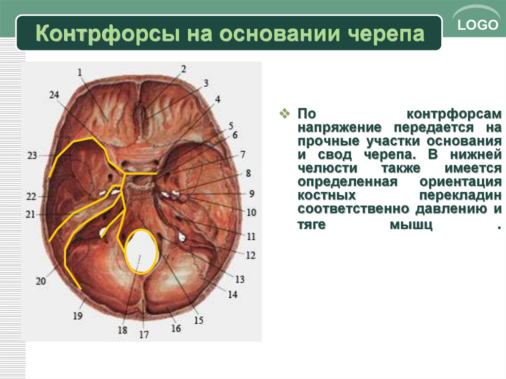 Схема контрфорсов анатомия