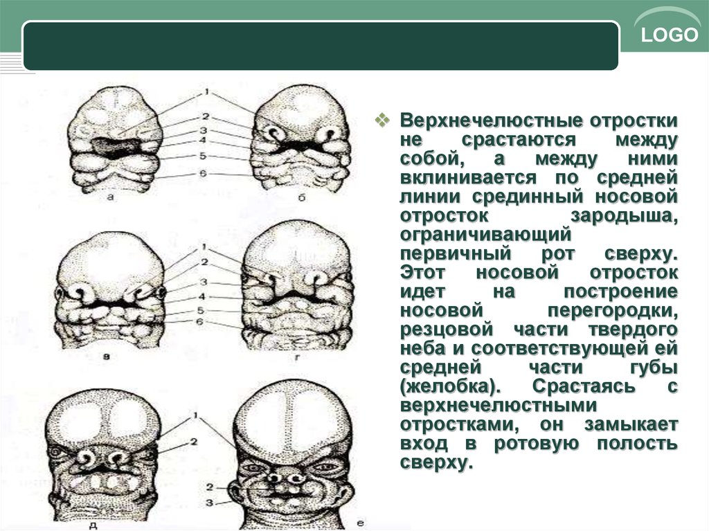 Развитие черепа