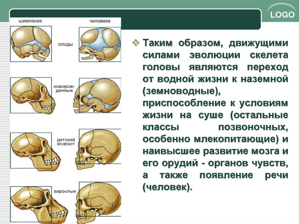 Развитие черепа