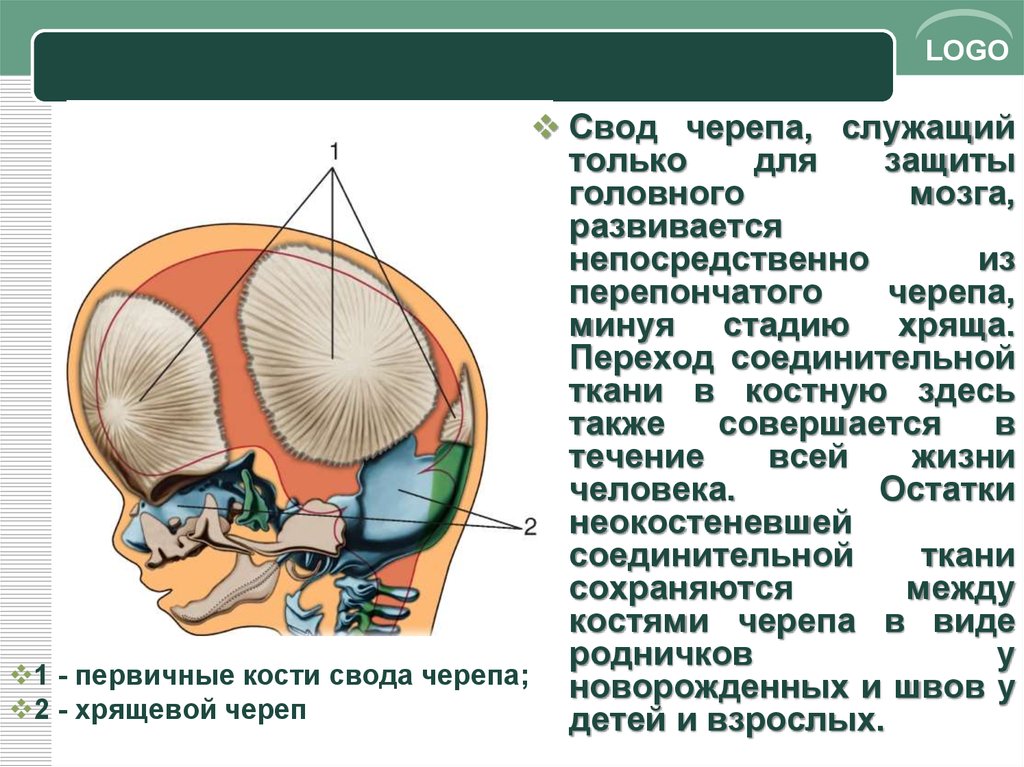 Крыша мозгового черепа