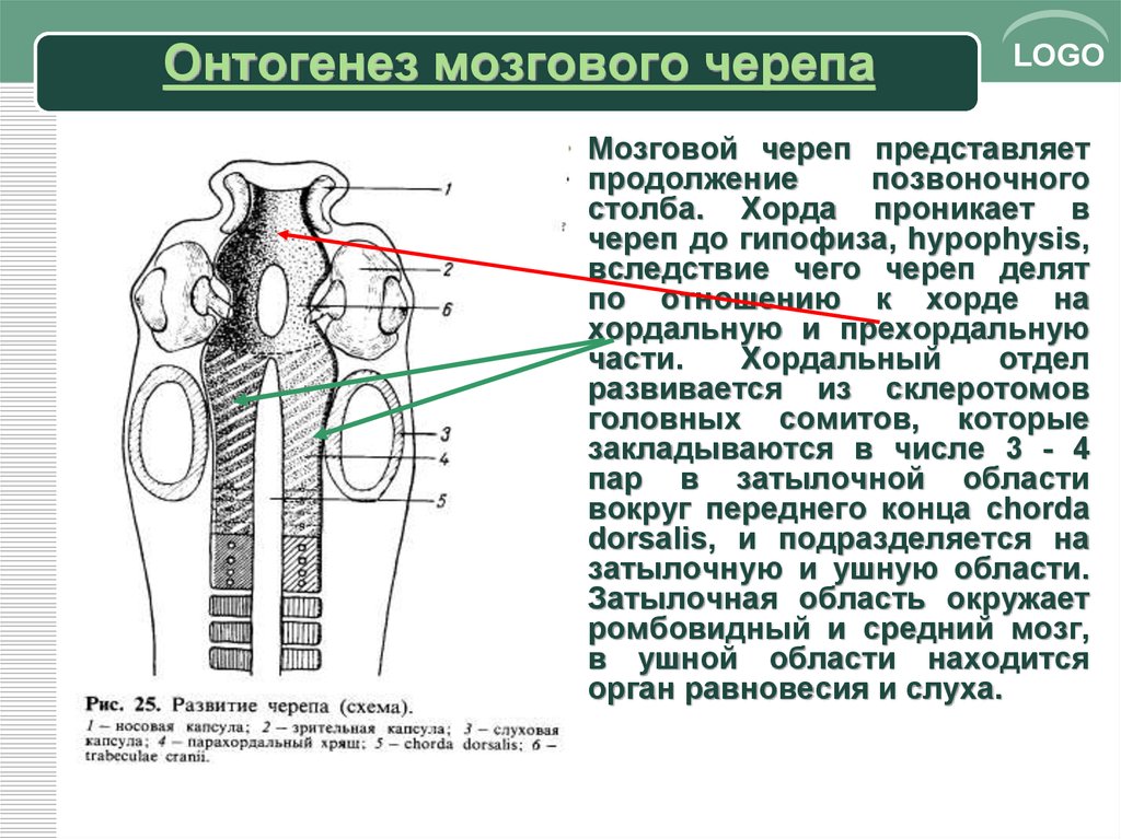 Развитие черепа в онтогенезе