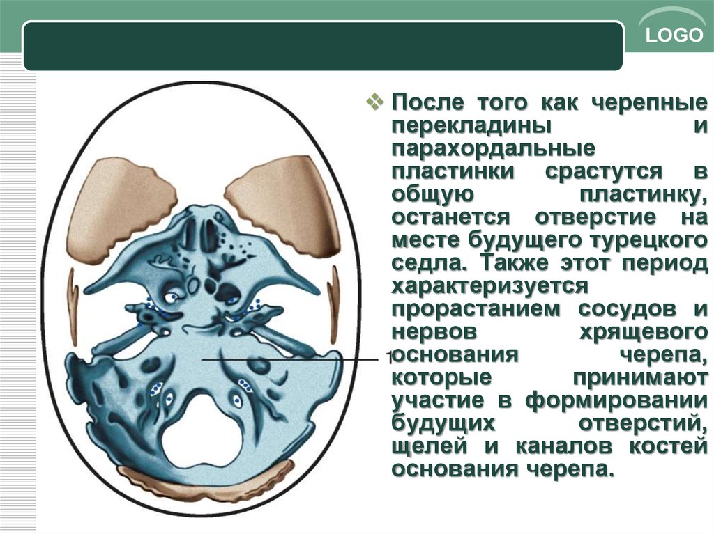 Развитие черепа в онтогенезе