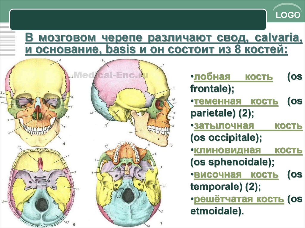 Основание черепа отделы. Свод и основание черепа анатомия. Свод и основание мозгового отдела черепа. Кости свода мозгового отдела черепа. Свод черепа и основание черепа.