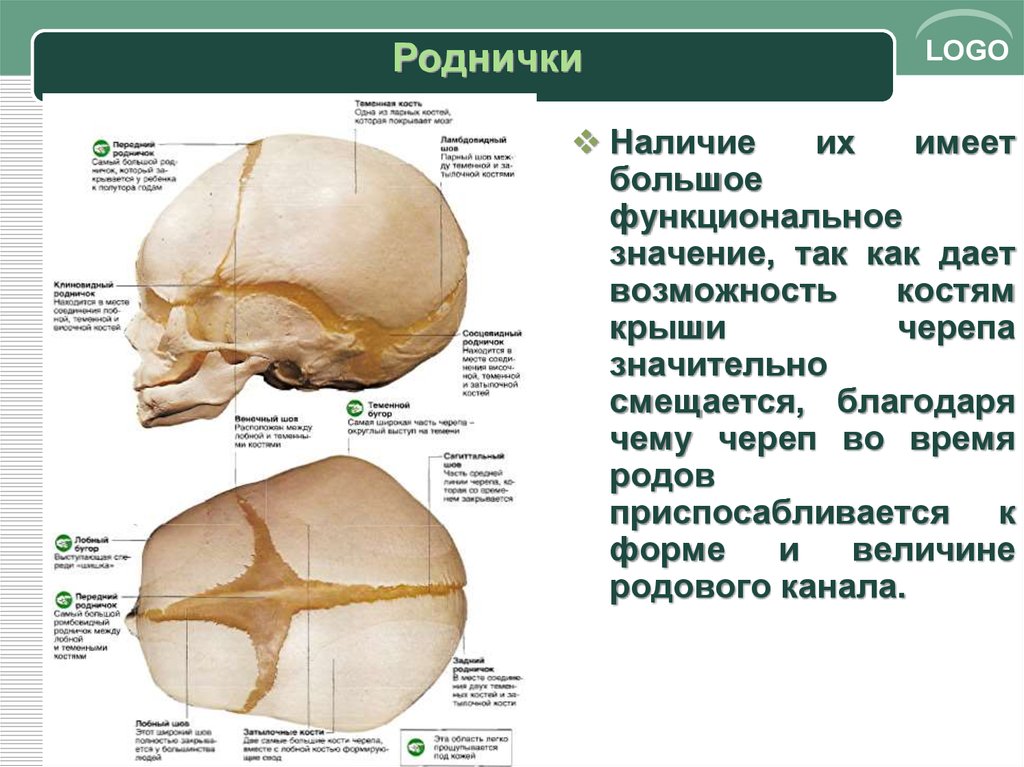 Подвижные соединения костей черепа