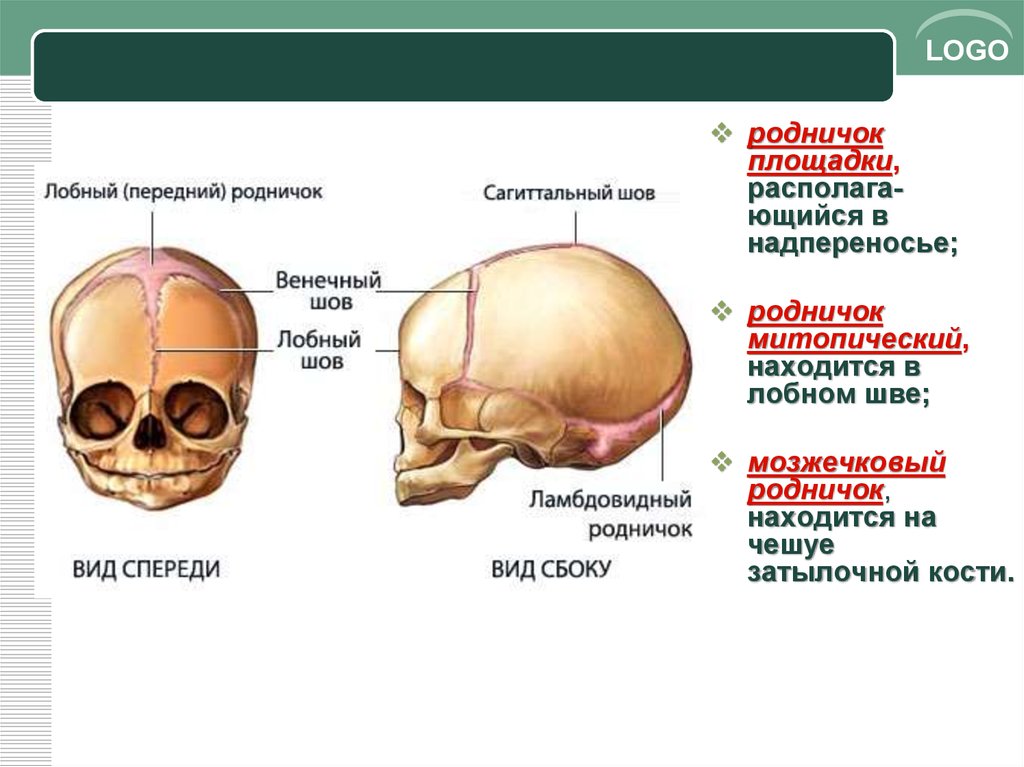 Особенности строения черепа