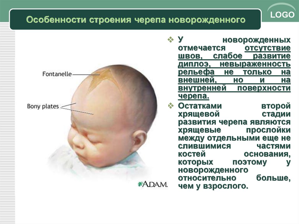 Затылок норма. Строение головы у младенца новорожденного. Строение костей головы у грудничка. Формирование черепа у младенца. Строение головы у ребенка до года.