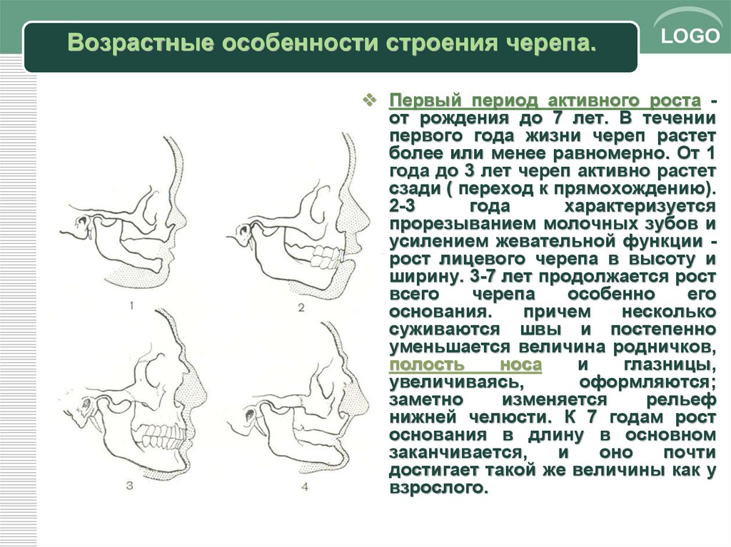 Развитие черепа в онтогенезе индивидуальные возрастные. Возрастные, половые, и индивидуальные особенности строения черепа. Возрастные особенности строения костей черепа. Возрастные особенности строения лицевого черепа.. Возрастные особенности черепа анатомия.