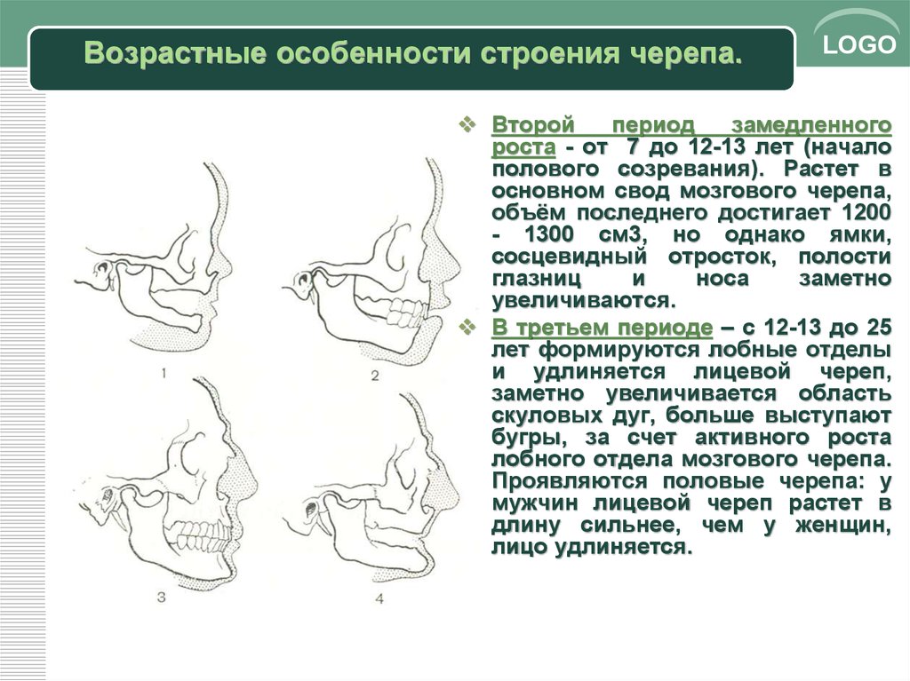 Особенности строения черепа. Возрастные особенности строения черепа. Филогенез черепа. Развитие черепа в онто и филогенезе. Филогенез лицевого черепа.