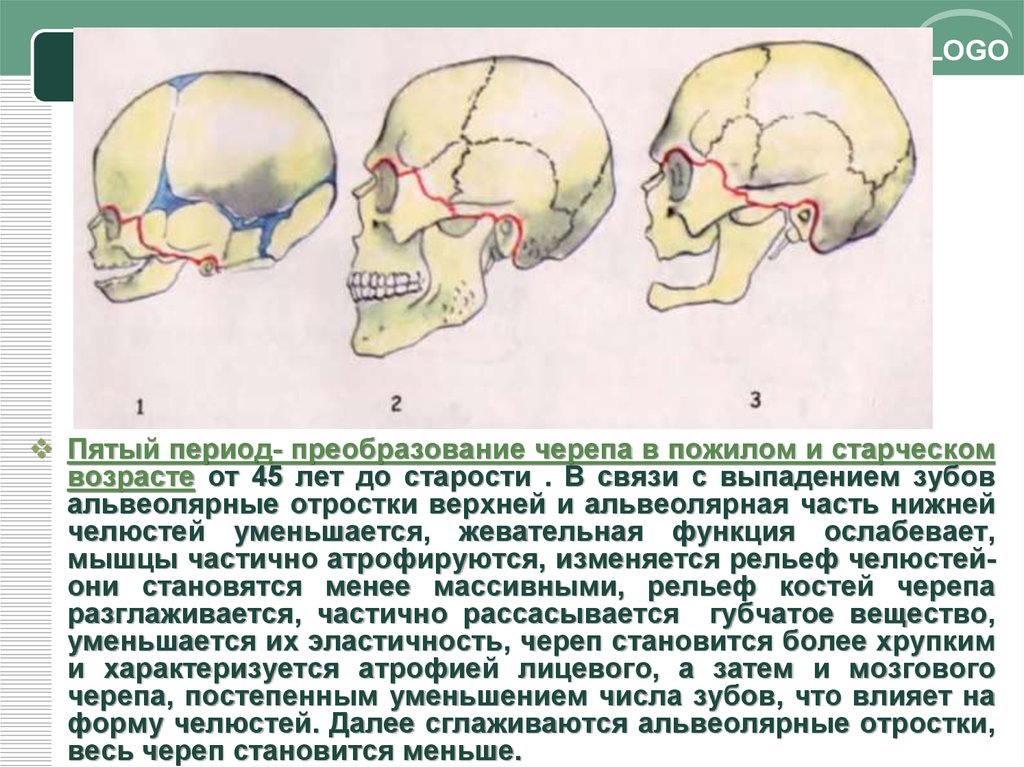 Возрастные особенности черепа. Развитие черепа. Филогенез черепа. Развитие черепа в филогенезе. Лицевой череп развивается из.