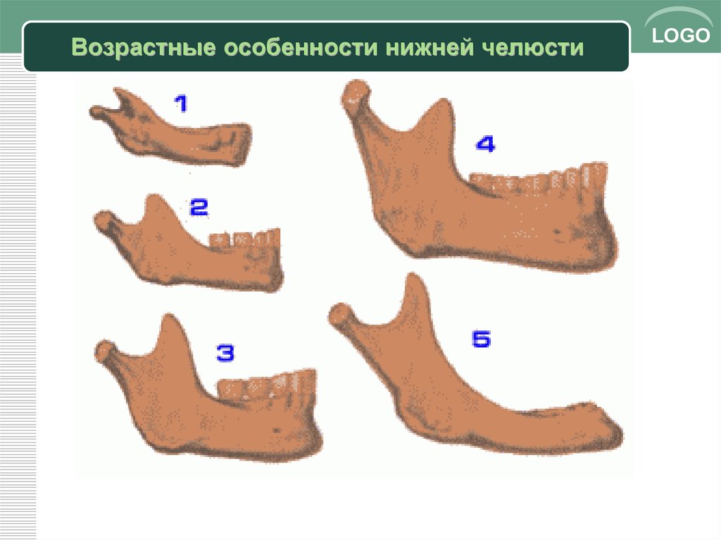 Нижний возраст. Возрастные изменения нижней челюсти. Развитие нижней челюсти. Рост нижней челюсти.