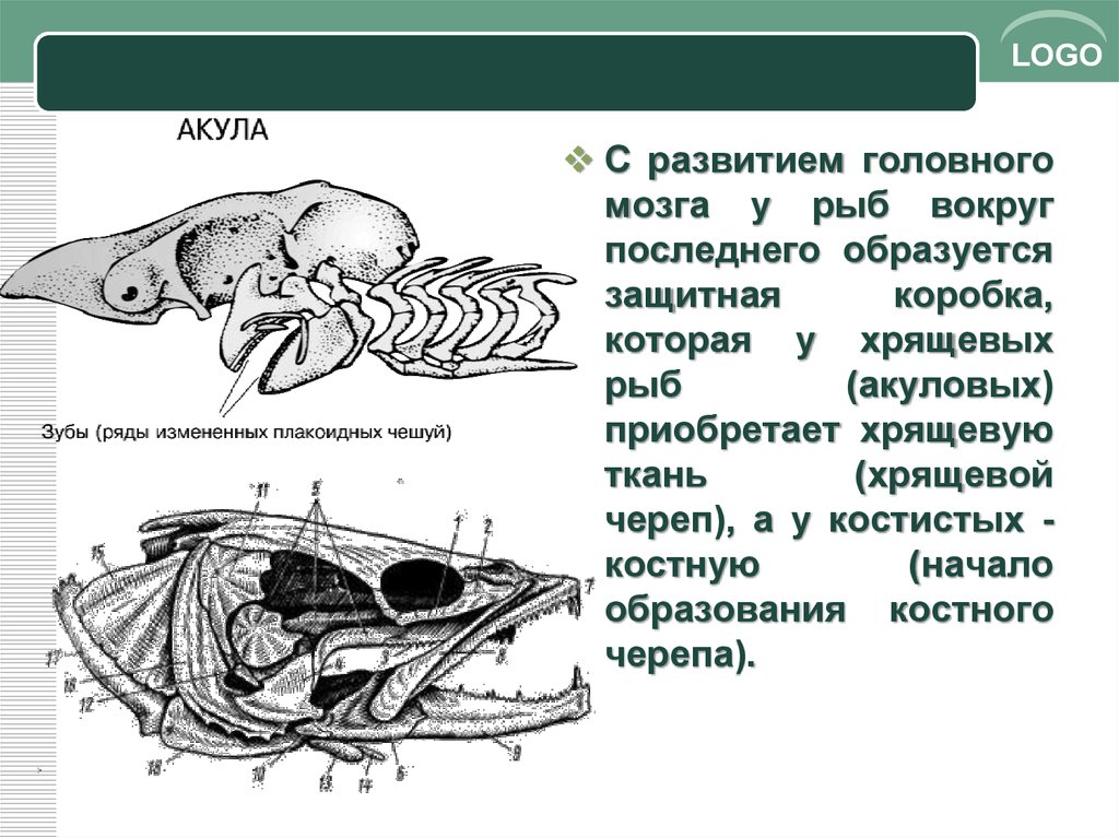 Мозг хрящевых рыб. Отделы головного мозга у хрящевых рыб. Головной мозг хрящевых рыб. Строение черепа хрящевых рыб. Хрящевой череп хрящевых рыб.