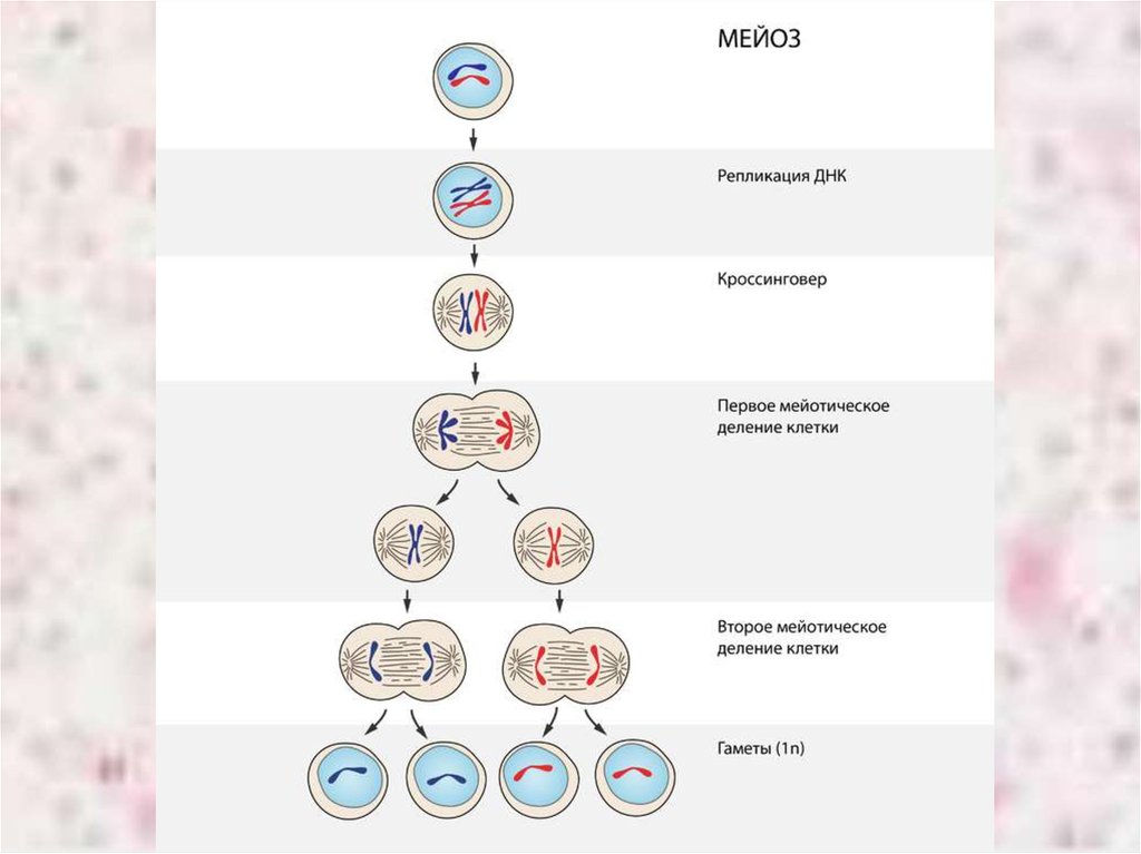 Гаплоидная клетка с двухроматидными хромосомами. Деление клетки мейоз схема. Жизненный цикл митоз мейоз схема. Схема митоза 2n. Схема мейоза 2n 2.