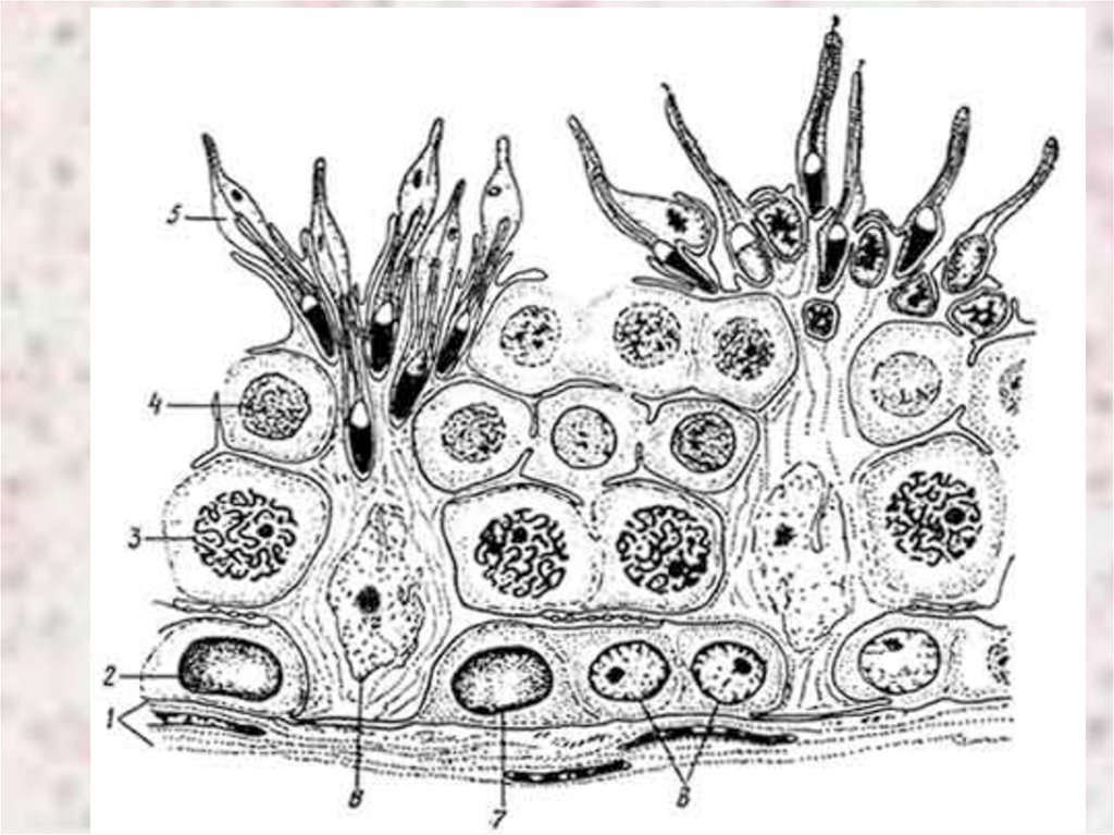 Клетку называют сперматоцитов ii порядка. Клетки Сертоли цитология. Гистология мужской половой системы. Клетки Сертоли схематично. Темные и светлые клетки Сертоли.