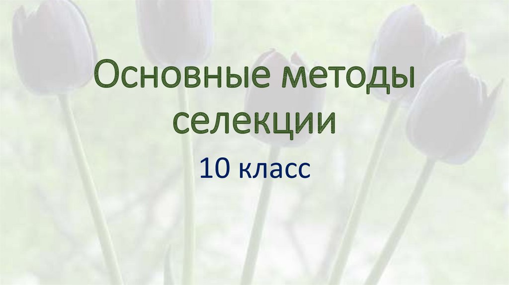 Селекция 10 класс профильный уровень. Селекция биология 10 класс.