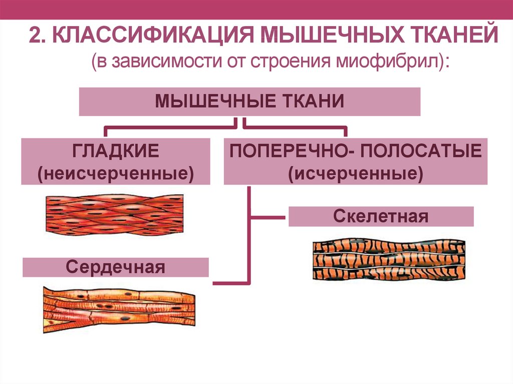 Классификация мышц человека