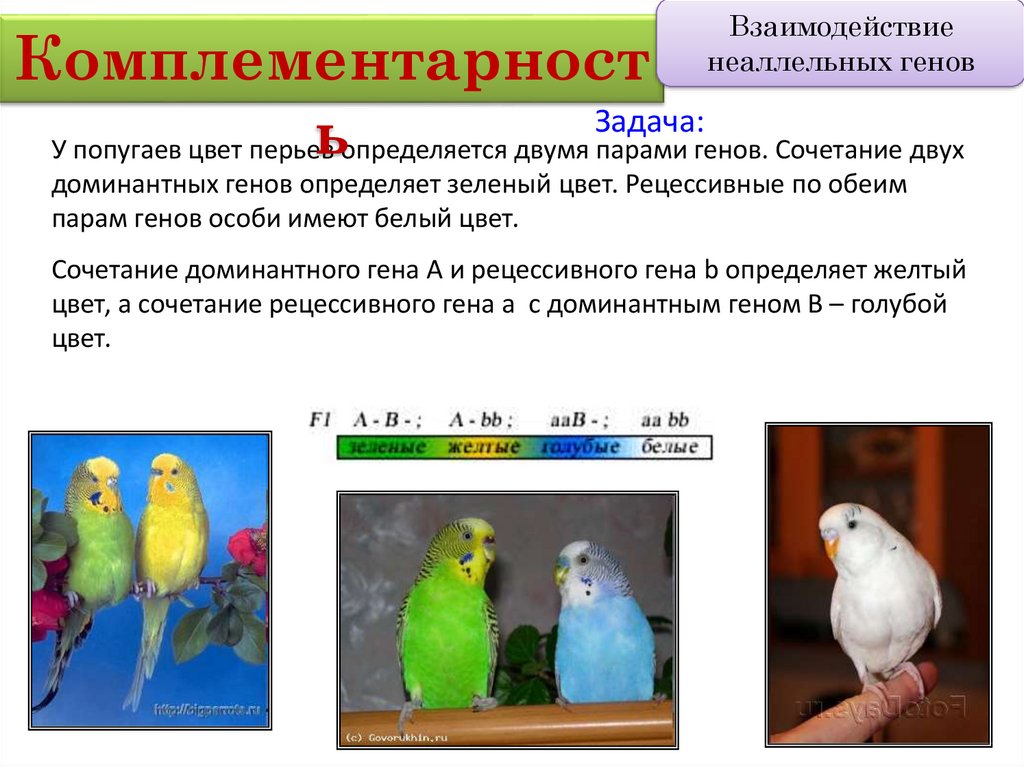 В зоомагазине жили волнистые попугайчики продолжи задачу по схеме 5 и 10