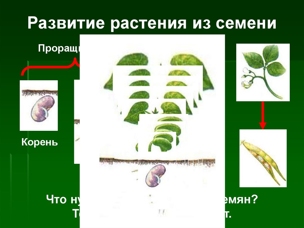 В чем заключается процесс развития для растения. Развитие растений. Развитие растения из семени. Порядок развития растения. Стадии развития растений.