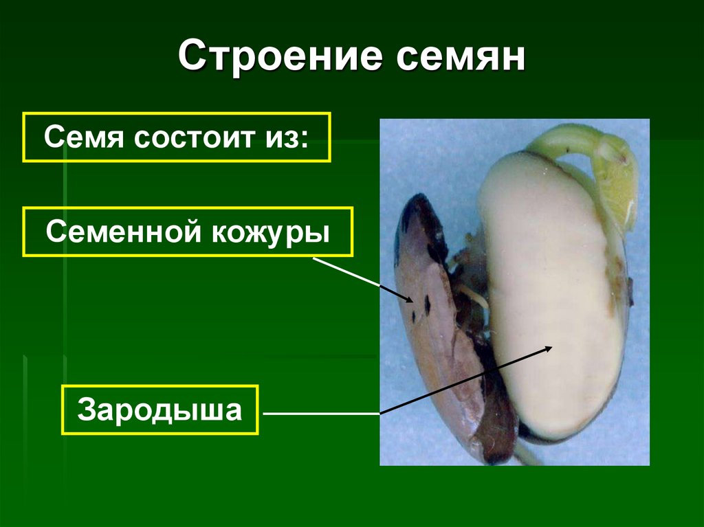 Семя фасоли в сформированном зародыше фасоли хорошо. Строение семени. Строение семенной кожуры. Семя -> семенная кожура, зародыш..... Семенная кожура состоит из.