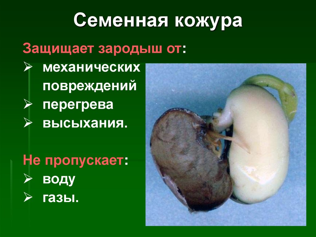 Семенная кожура. Семенная кожура зародыш. Семенная кожура защищает от. Семенная кожура семя растения от.