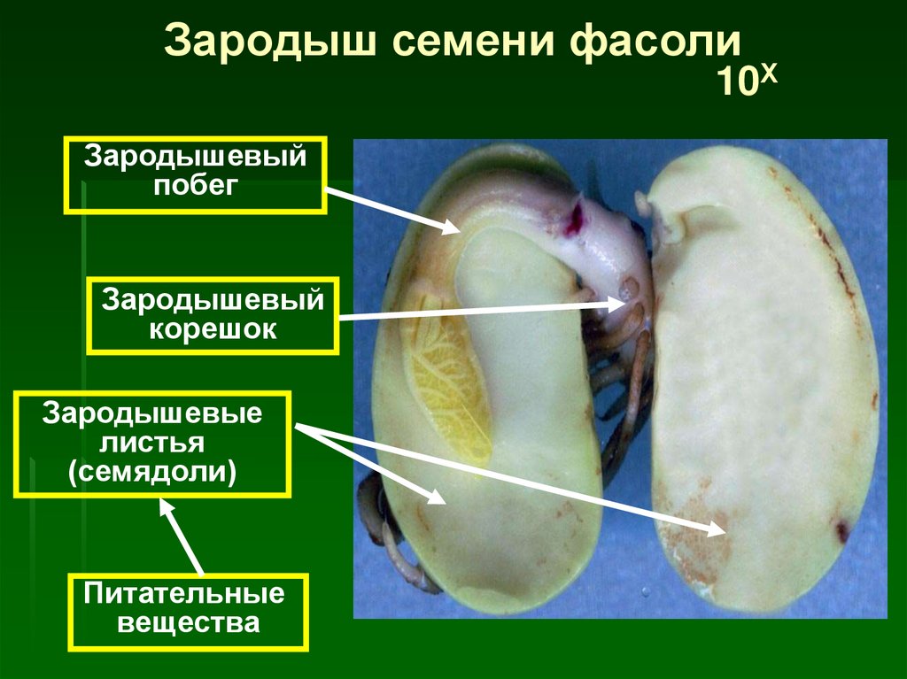 Состав семени фасоли в сформированном зародыше. Зародышевые побеги у семян фасоли. Развитие из зародышевого корешка зародыша семени. Зародышевый корешок семени фасоли. Зародышевый корешок у фасоли.