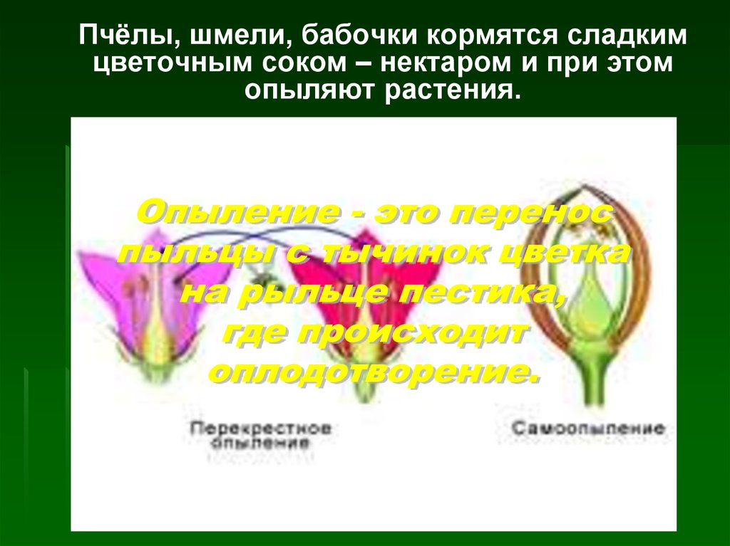 Опыление окружающий 3. Размножение растений 3 класс окружающий мир. Опыление растений 3 класс. Развитие растений 3 класс. Конспект про размножение и развитие растений.