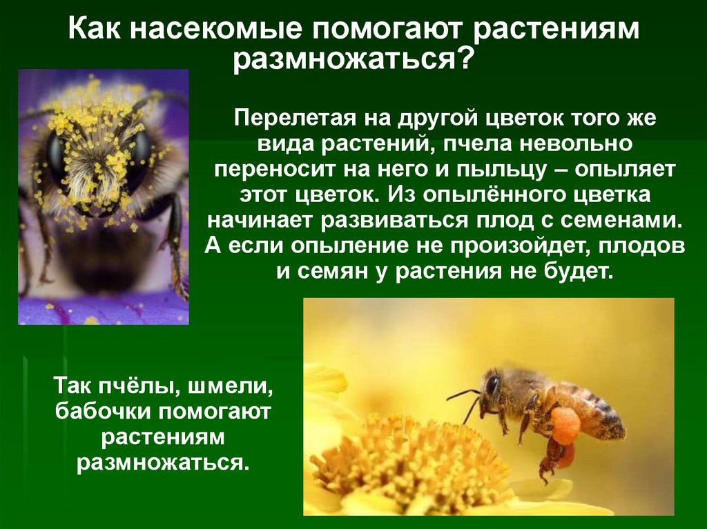 Животные помогают растениям размножаться 3 класс рассказ. Как животные помогают растениям размножаться. Насекомые помогают растениям размножаться. Рассказ как животные помогают растениям размножаться. Как животные помогоютрастениям размножотся.