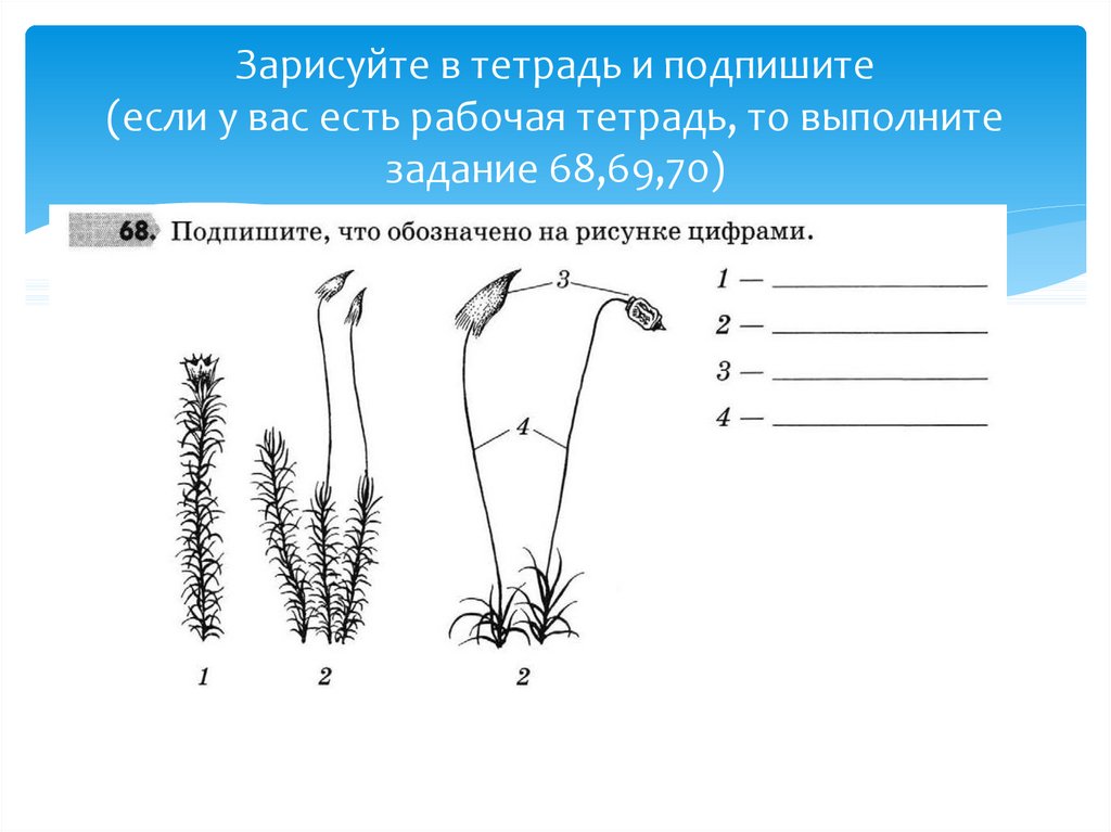 Подпишите что обозначено на рисунке цифрами мхи