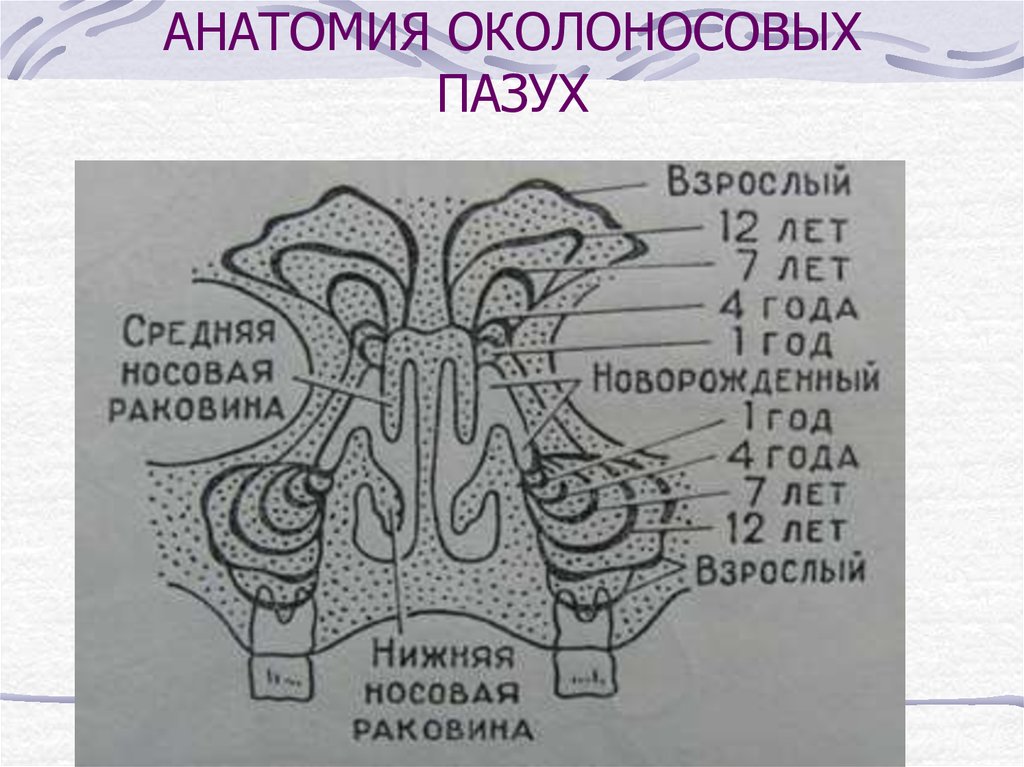 Анатомия носа и околоносовых пазух презентация