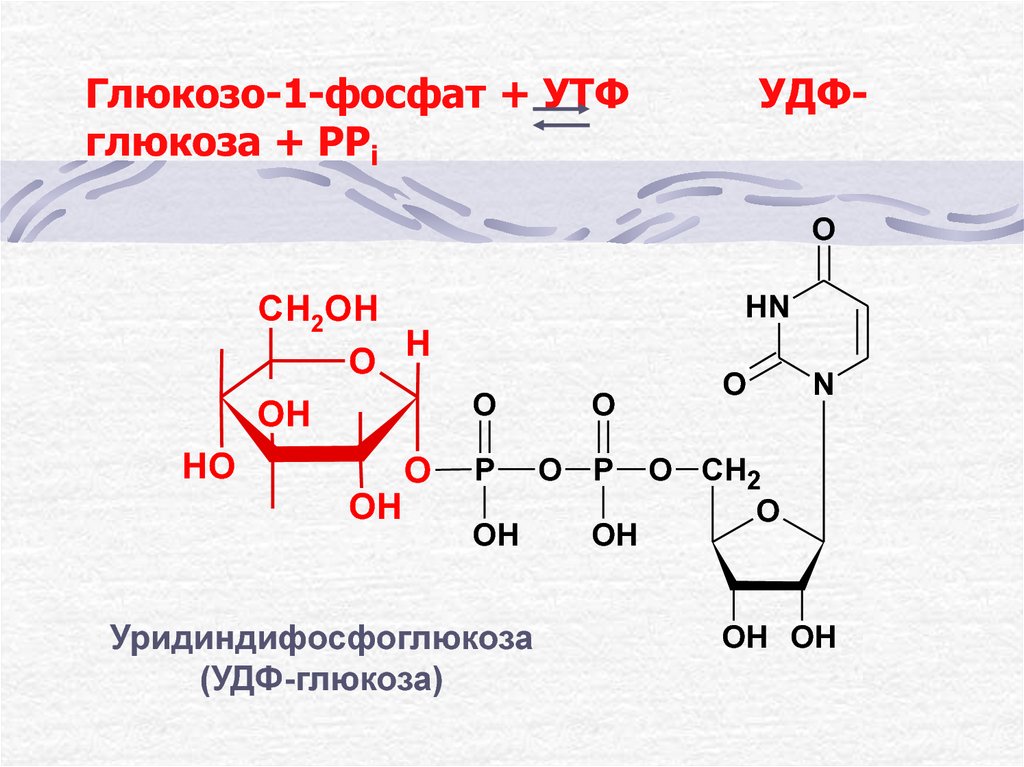 Глюкозо-1-фосфат + УТФ УДФ-глюкоза + РРi