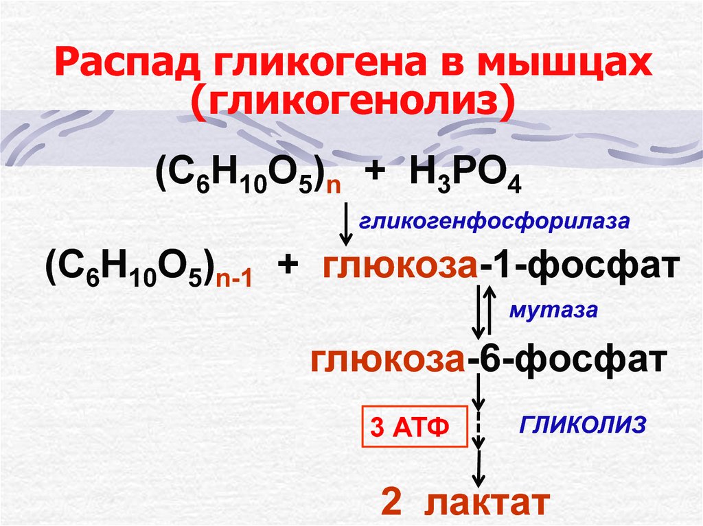 Гликогенолиз