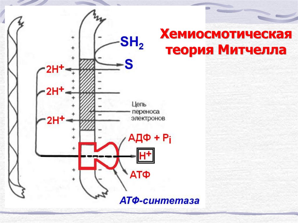 Хемиосмотическая теория митчелла схема