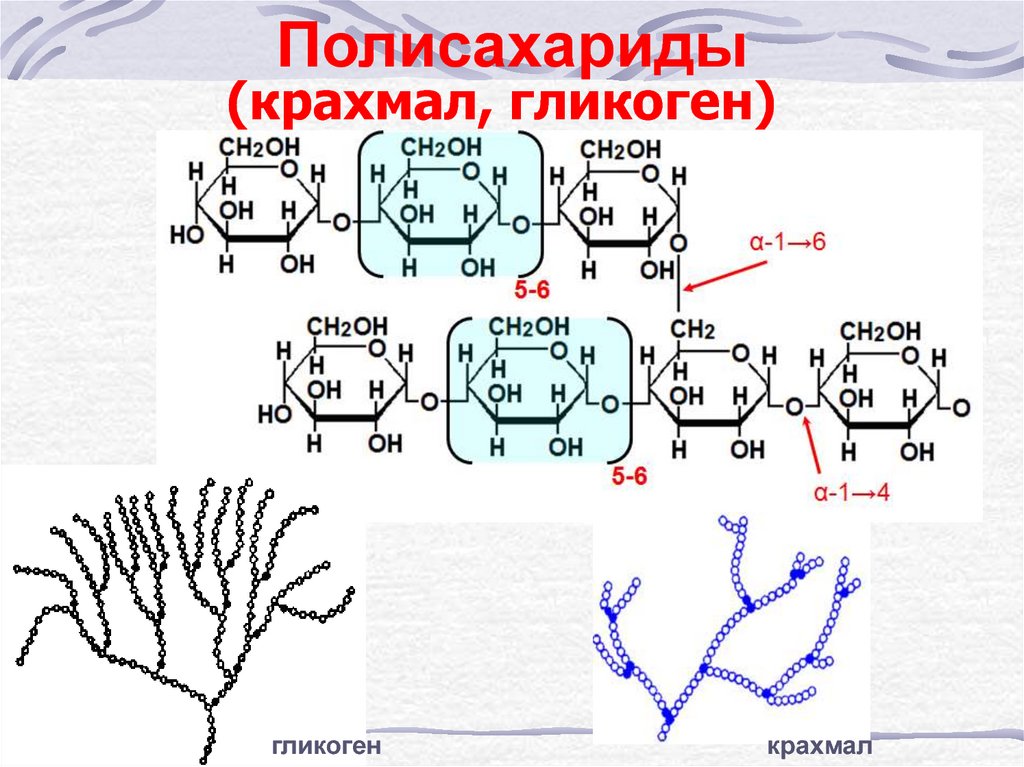 Молекула гликогена