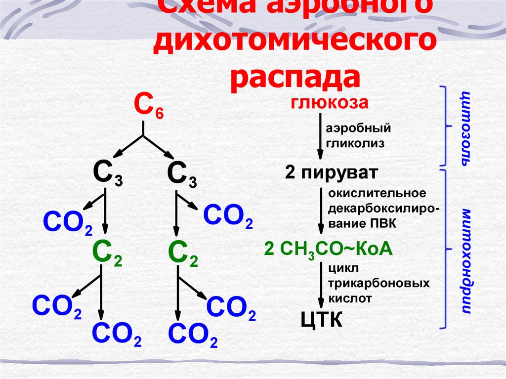 Аэробный распад глюкозы биохимия схема